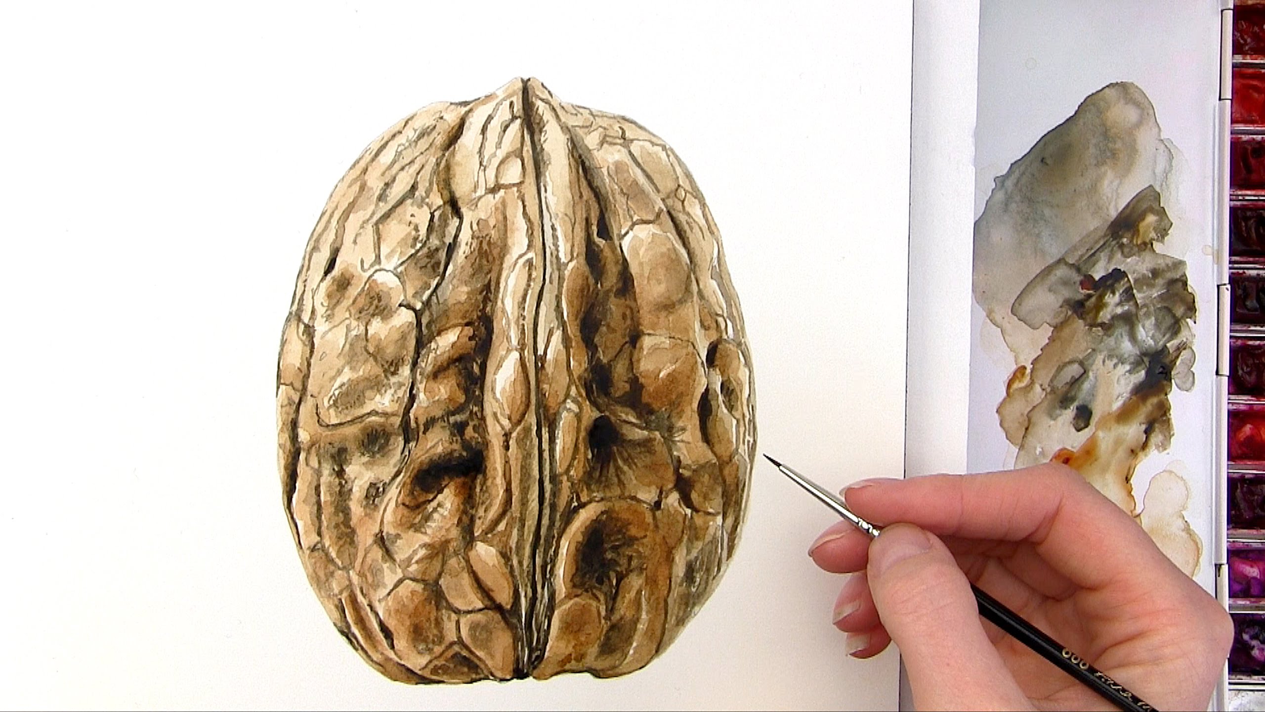 2560x1440 How To Paint A Realistic Walnut In Watercolor - Walnut Painting