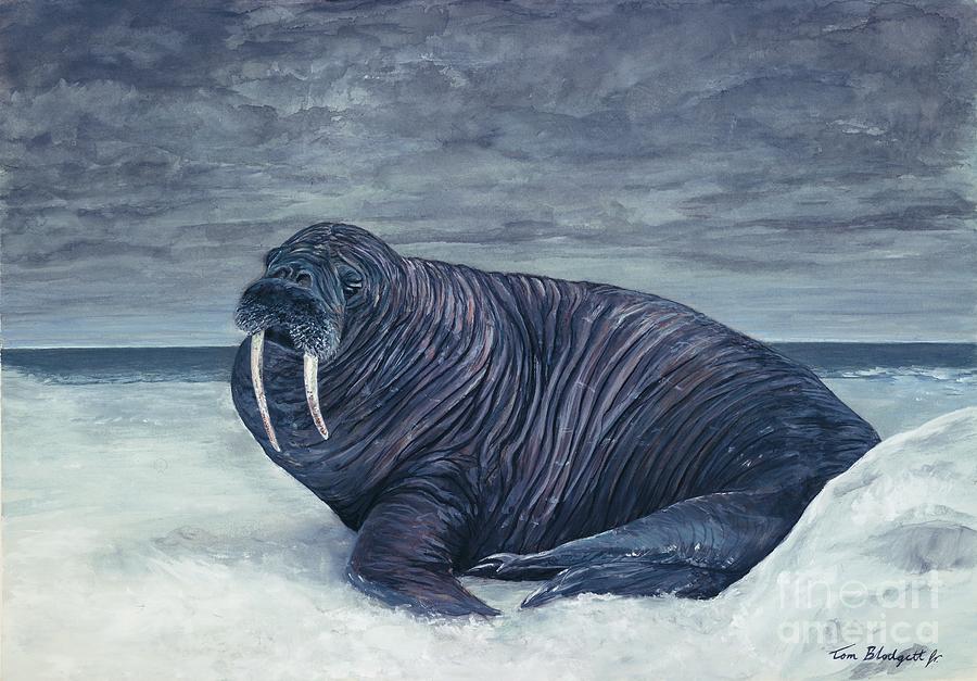 900x627 Walrus Painting By Tom Blodgett Jr - Walrus Painting
