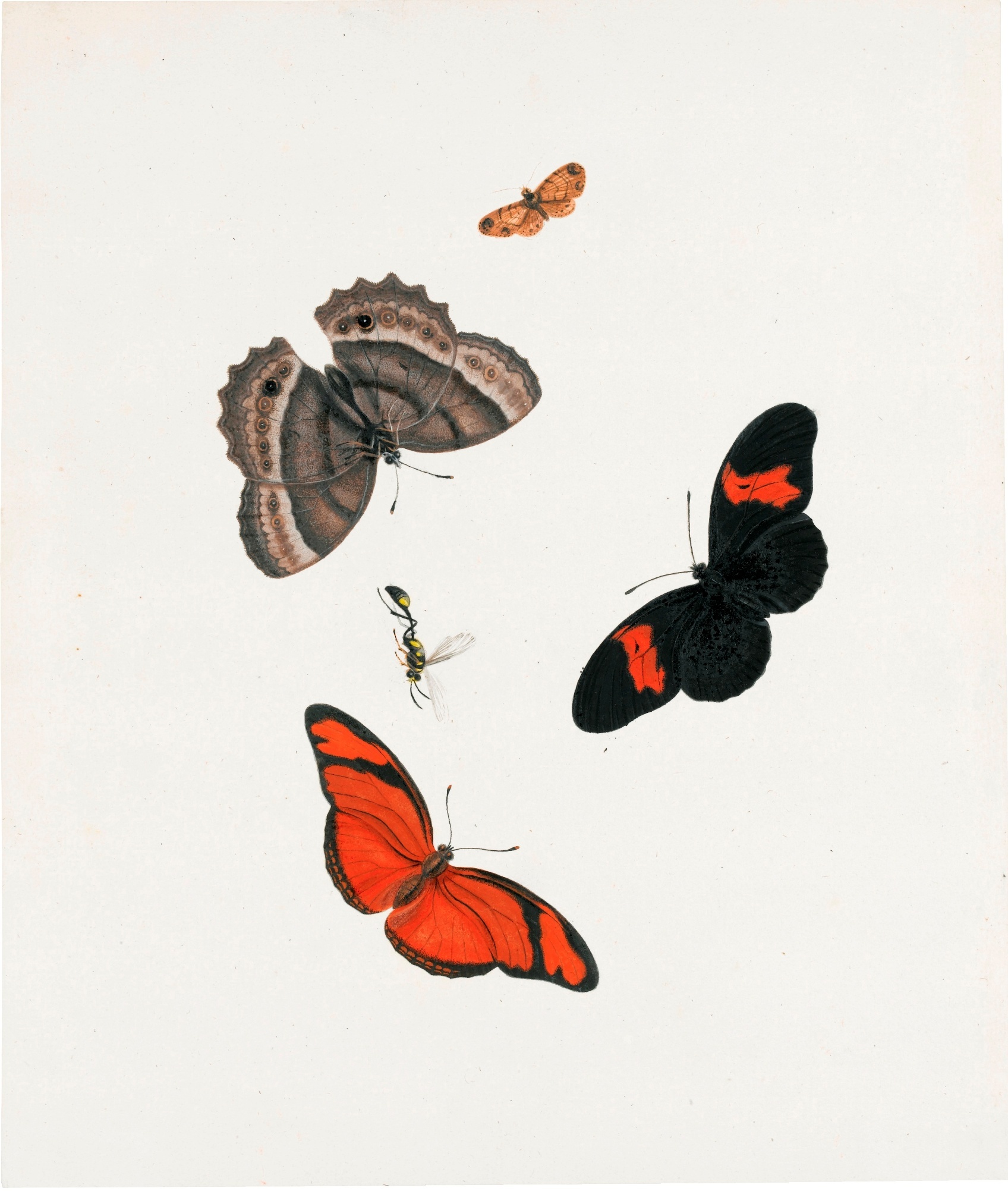 1696x2003 Three Butterflies A Moth And A Wasp Painting Johannes Van - Wasp Painting