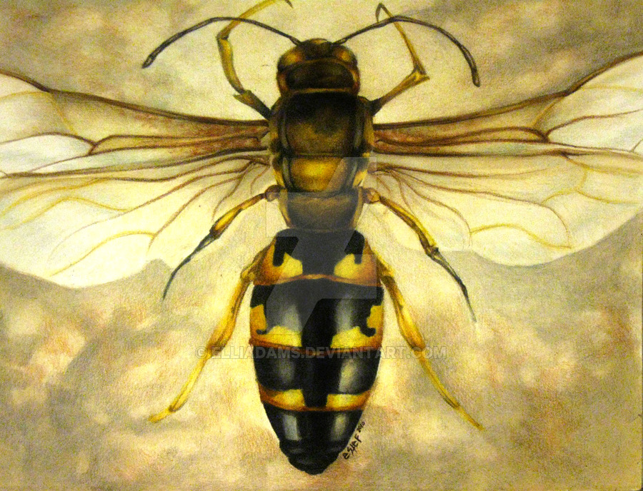 900x688 Wasp Cp By Elliadams - Wasp Painting
