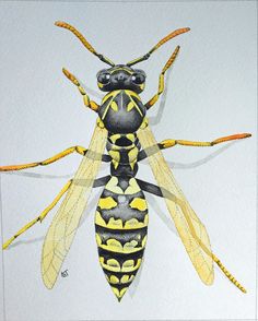 236x294 Yellow Jacket Wasp Painting.crylic. Beautifully Created - Wasp Painting
