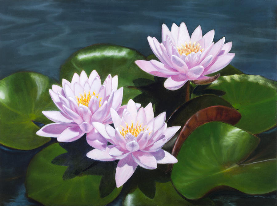 900x670 Pink Water Lilies - Water Lilies Painting