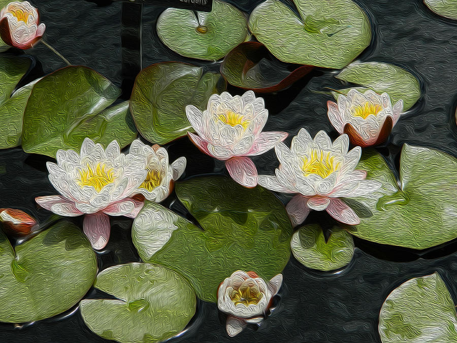 900x675 Water Lily 5 Denver Botanic Gardens Oil By Dee Meyer Digital Art - Water Lily Oil Painting