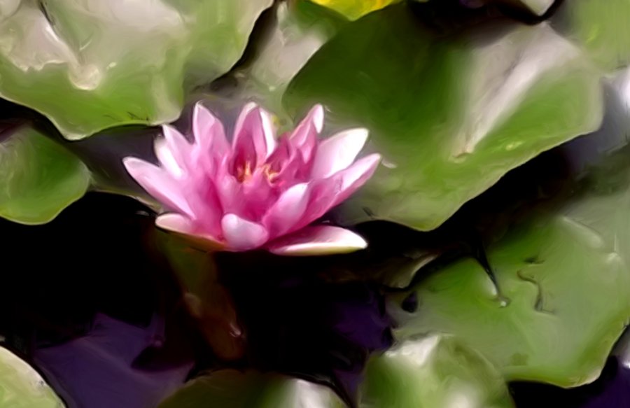 900x583 Water Lily Oil Painting By U Chicstore - Water Lily Oil Painting