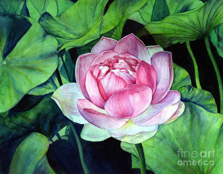 900x705 Water Lily Painting By Hailey E Herrera - Water Lily Watercolor Painting