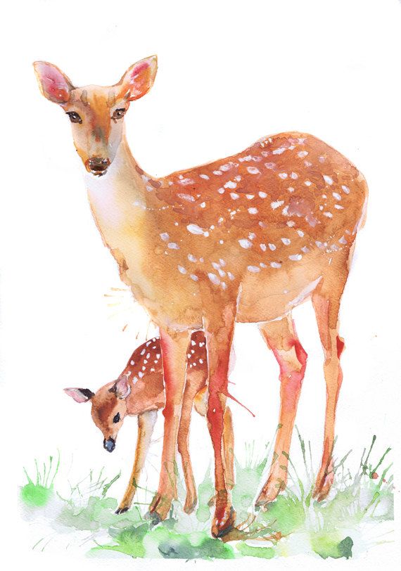 570x812 Fawn Print, Deer Art , Forest Animals, Watercolor Painting, Deer - Water Painting A Buck