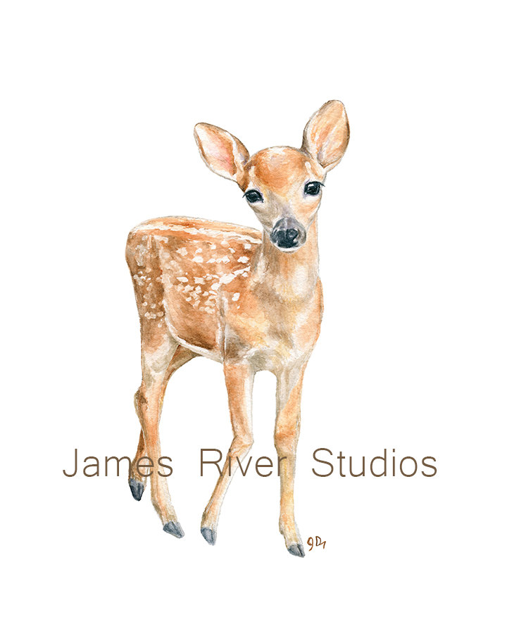 720x900 Collection Of Baby Deer Head Drawing High Quality, Free - Water Painting A Buck