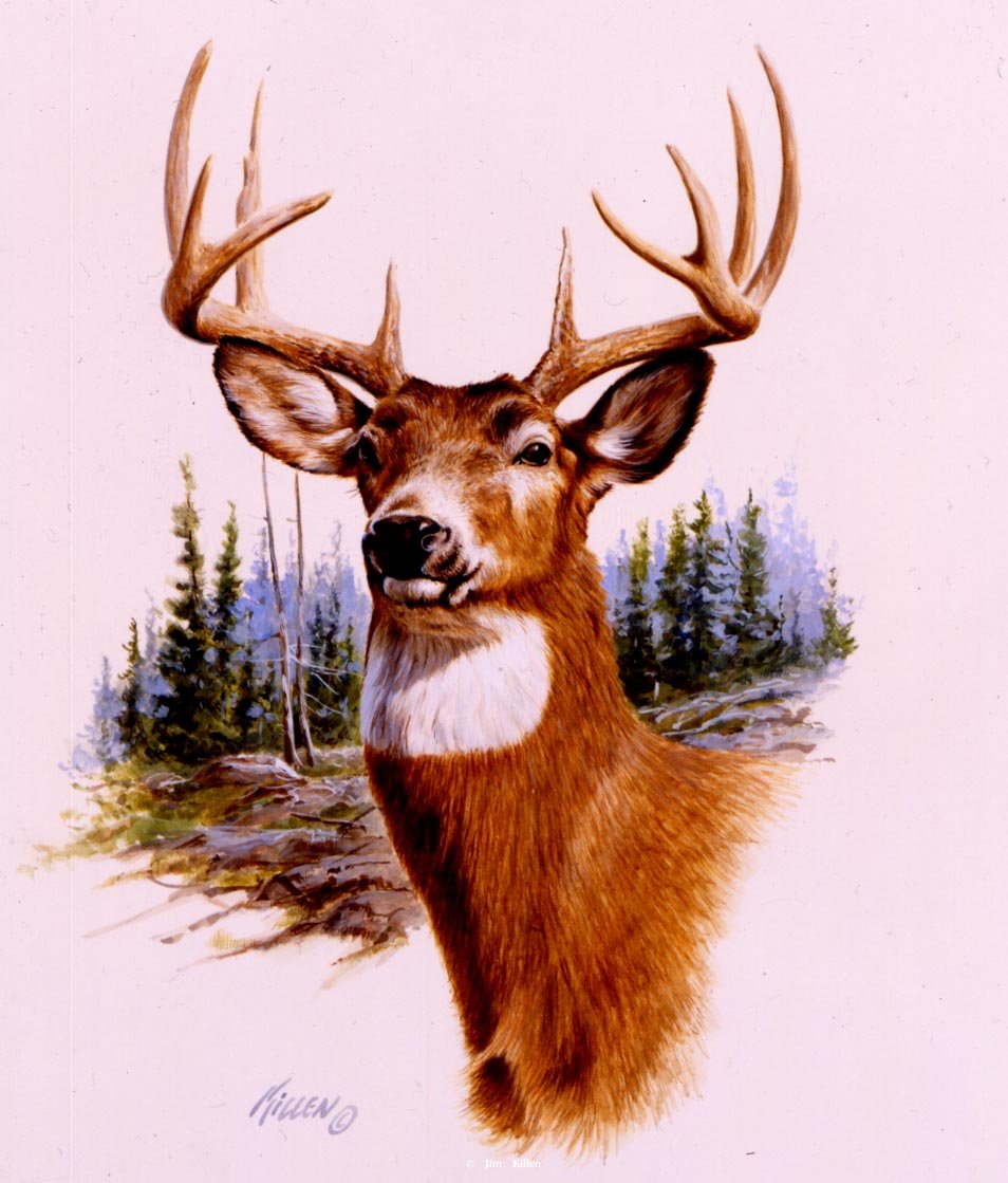 954x1119 Collection Of Deer Portrait Drawing High Quality, Free - Water Painting A Buck