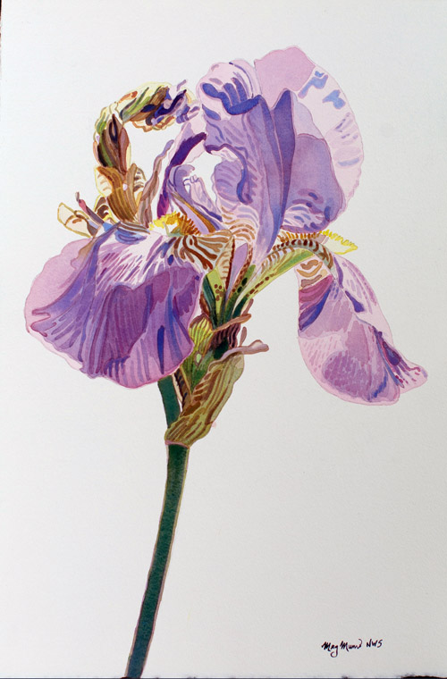 500x760 Quirky Iris Painting Meg Munro, Artist, Award Winning - Water Painting Artist