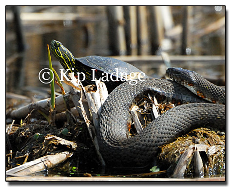 474x383 Ladage Photography - Water Snake Painting