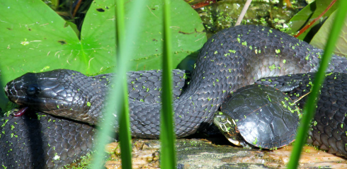 490x239 Northern Water Snake Amp Baby Painted Turtle Best Friends Forever - Water Snake Painting