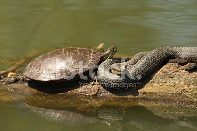662x440 Painted Turtle And Water Snake Stock Photos - Water Snake Painting
