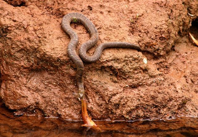 640x443 Photo Gallery Winterbearrising - Water Snake Painting