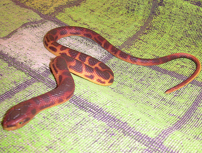 664x504 - Water Snake Painting