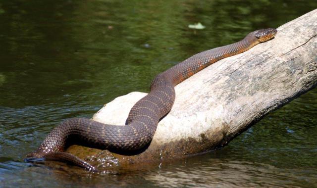 640x380 High Summer Drama Along The South Branch, August 2016 Lower - Water Snake Painting