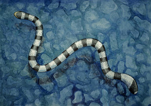 300x212 Hunting The Reef Painting By Kirsten Carlson - Water Snake Painting