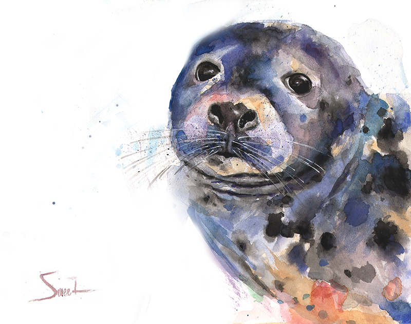 800x631 Seal Watercolor Print Watercolor Animal Paintings - Watercolor Animal Painting