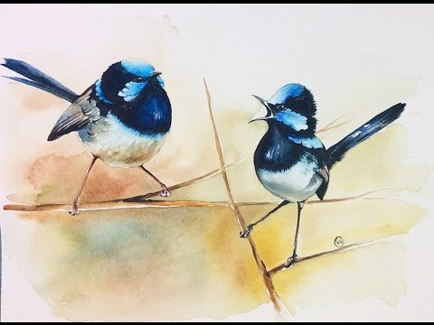 480x360 Watercolor Blue Wren Birds Painting Demonstration - Watercolor Bird Painting