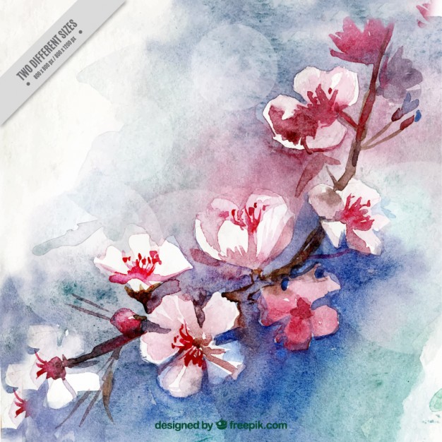 626x626 Watercolor Cherry Blossoms Background Vector Free Download - Watercolor Cherry Blossom Painting