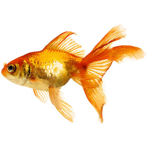 300x300 Amazing Watercolor Fish Paintings - Watercolor Fish Painting