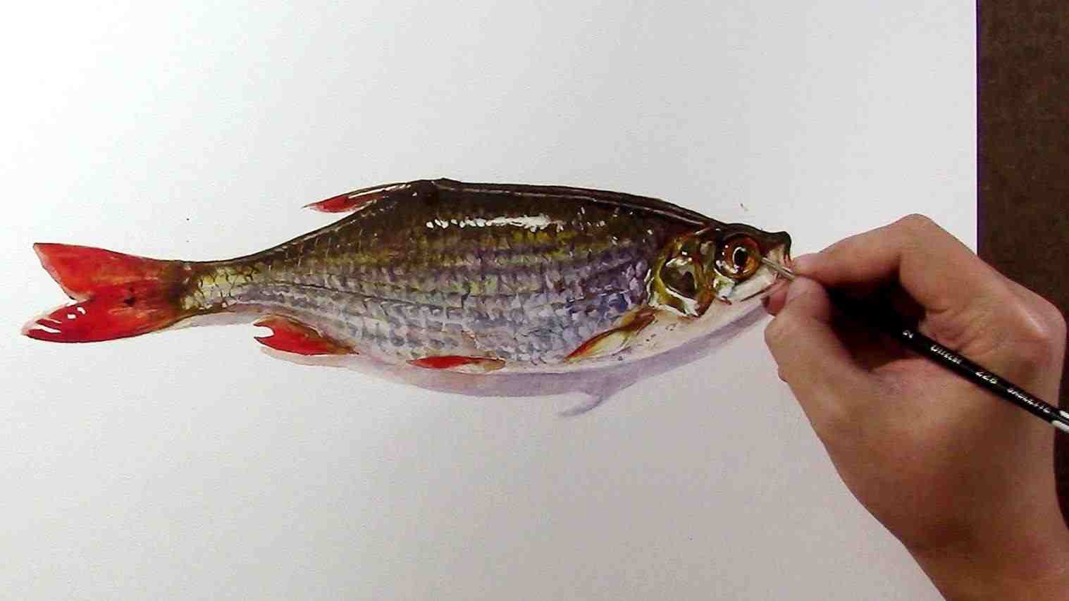 1517x853 Painting Fish In Watercolor Fish Watercolor Koi Artwork Paint - Watercolor Fish Painting