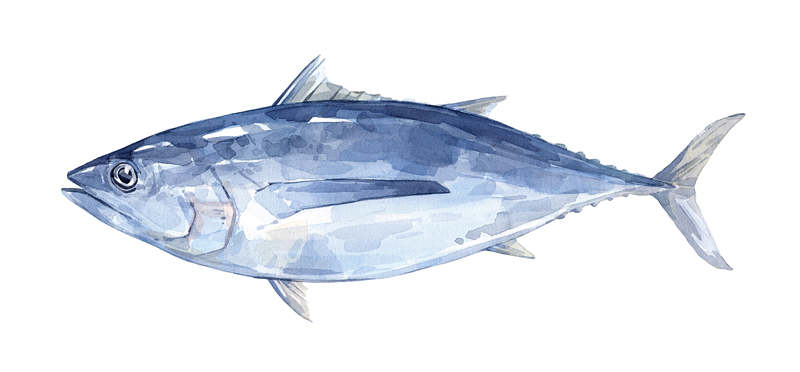 800x372 Tuna Watercolor Painting David Scheirer Watercolors - Watercolor Fish Painting