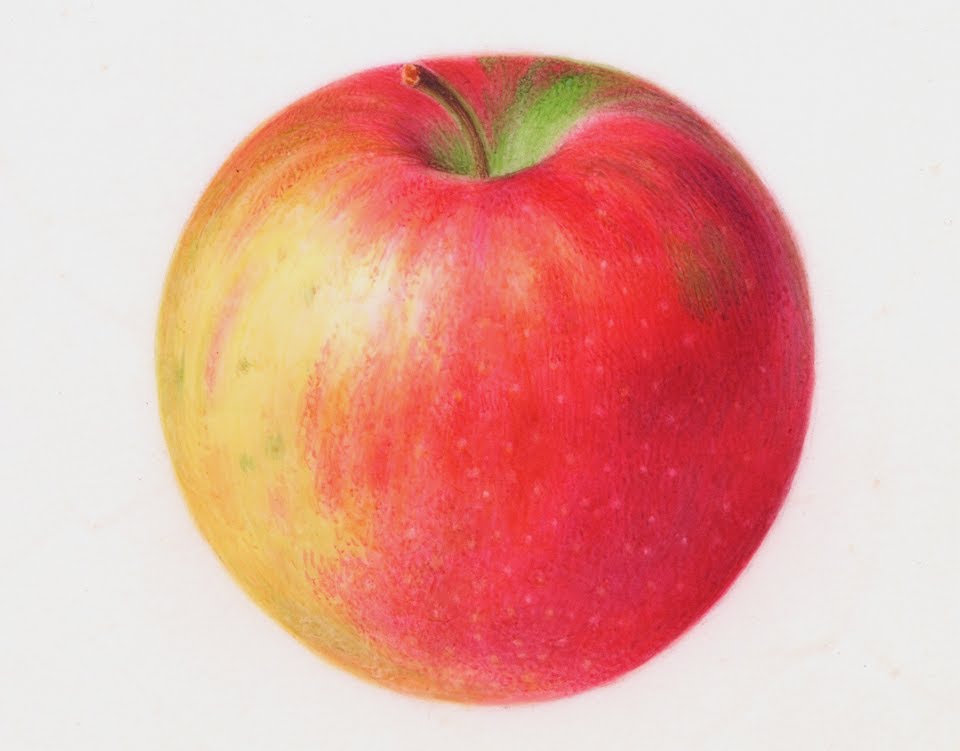 960x751 Painting Watercolor Apple - Watercolor Fruit Painting
