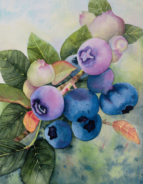 570x733 Blueberry Picture - Watercolor Fruit Painting