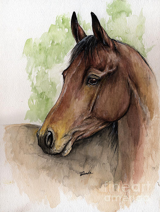 528x700 Bay Horse Portrait Watercolor Painting 02 2013 A Shower Curtain - Watercolor Horse Painting