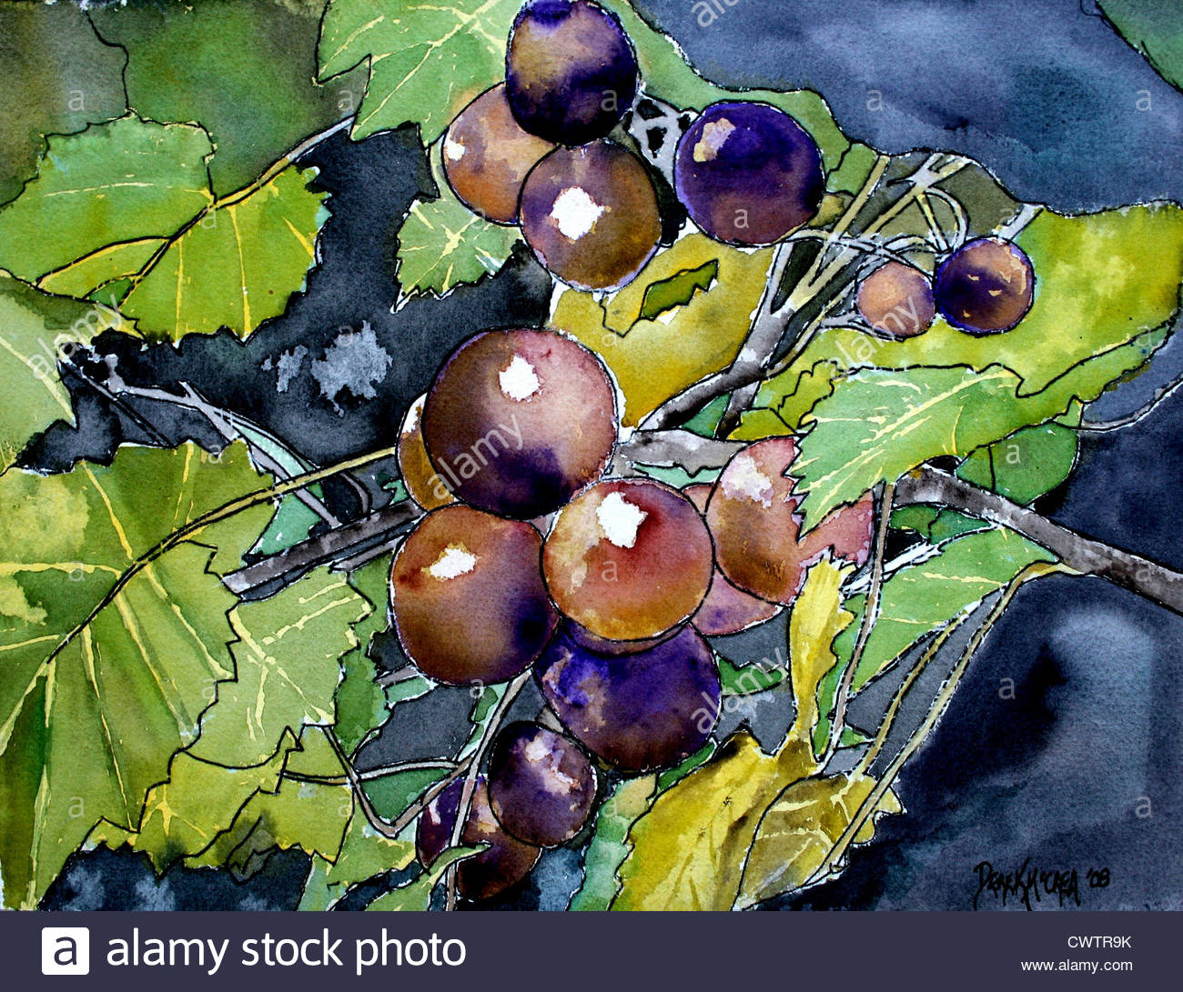 1300x1091 Grapes Grapevine Still Life Watercolor Painting Stock Photo - Watercolor Painting Fruit Still Life