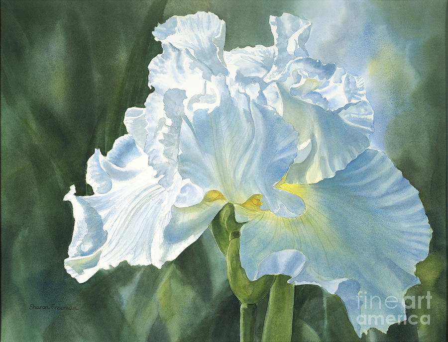 900x688 Iris Watercolor Paintings Fine Art America - Watercolor Painting Of Irises