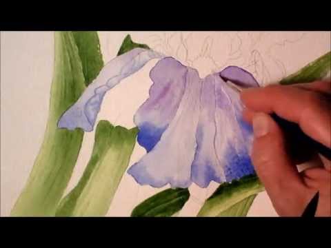 480x360 Iris In Watercolor, Painting Process Time Lapse - Watercolor Painting Of Irises
