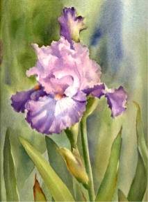 213x291 Painting Iris! Watercolor Dvd - Watercolor Painting Of Irises