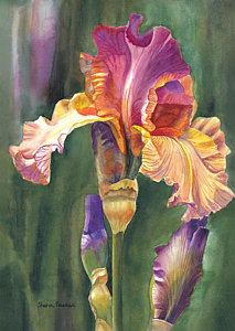 213x300 Watercolor Iris Paintings Fine Art America - Watercolor Painting Of Irises
