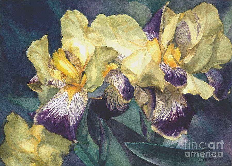 900x645 Watercolor Of A Tall Bearded Iris Painted In Yellow With Purple - Watercolor Painting Of Irises