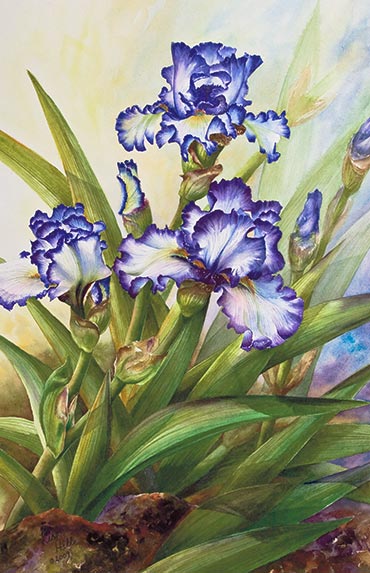 370x573 Watercolor Painting Demonstration Of Purple Amp White Iris - Watercolor Painting Of Irises