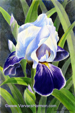 300x450 Iris, Original Floral Paintings By Maine Artist Varvara Harmon - Watercolor Painting Of Irises