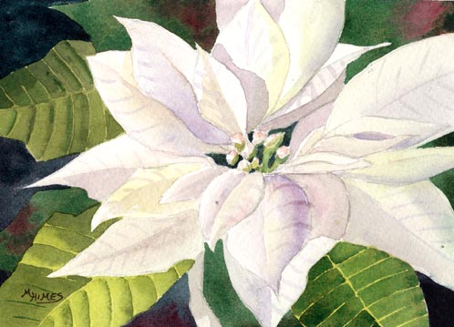 498x359 Michelle's Watercolors White Poinsettia - Watercolor Painting Of Poinsettias