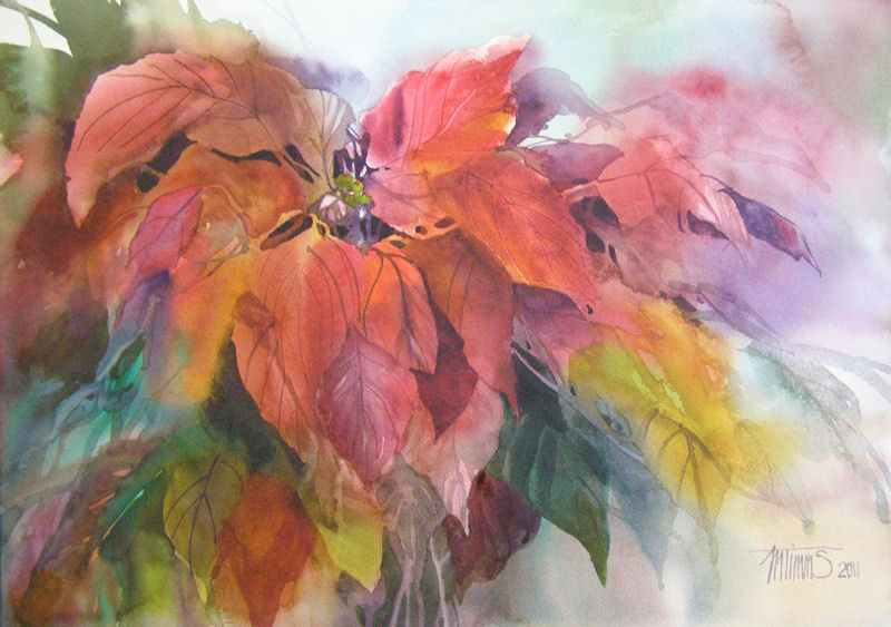 800x563 Poinsettia [Archive] - Watercolor Painting Of Poinsettias