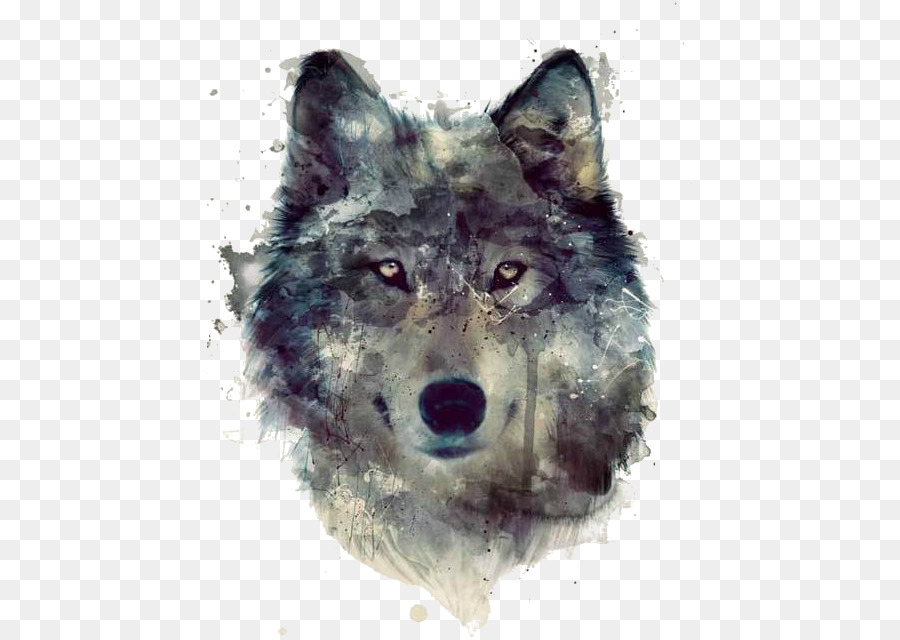 900x640 Gray Wolf Watercolor Painting Art Drawing - Watercolor Painting Wolf