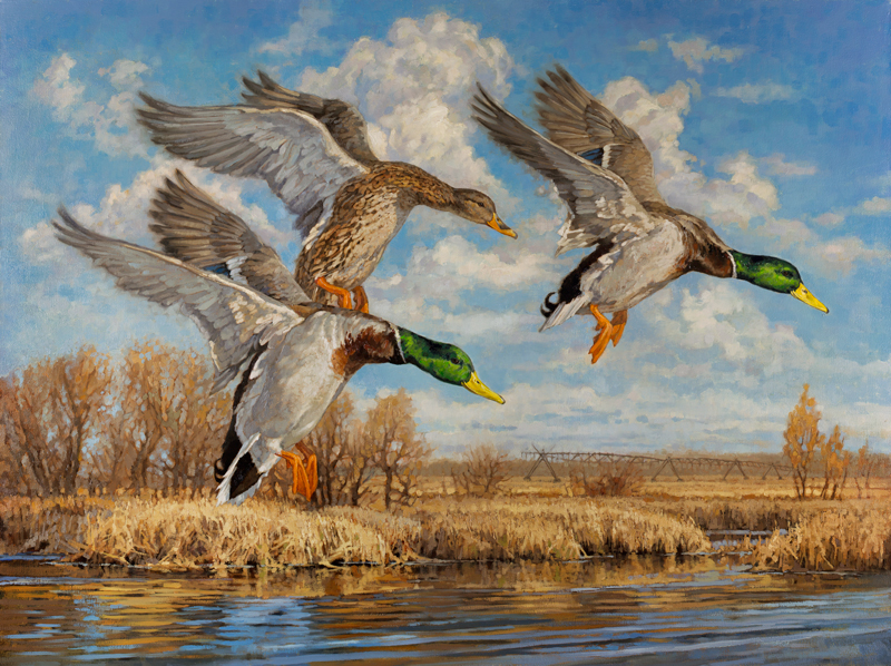 800x598 Ryan Kirby Art Waterfowl Original Oil Paintings - Waterfowl Painting