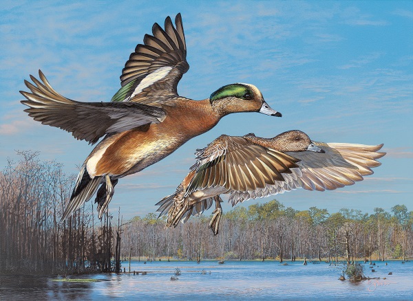 600x438 Scdnr - Waterfowl Painting