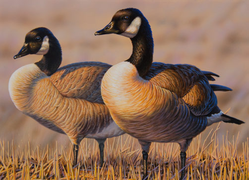 502x363 Tom Moen Wildlife Art Auction For Sale - Waterfowl Painting
