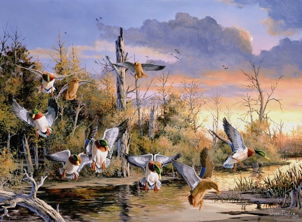 600x441 Waterfowl Art And Paintings For Sale - Waterfowl Painting