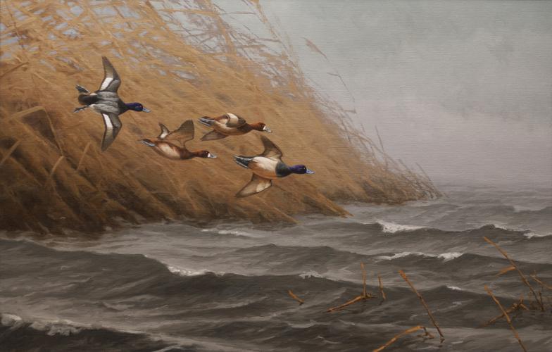 784x500 Bluebill Scaup Waterfowl Duck Hunting Oil Painting By Nature - Waterfowl Painting