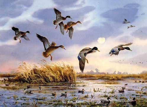 497x363 Waterfowl Paintings By Jim Killen 11 Birds 3 - Waterfowl Painting