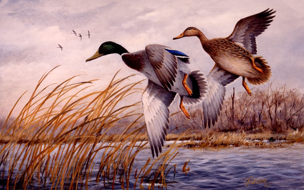 1000x625 Waterfowl Paintings By Jim Killen 23 - Waterfowl Painting