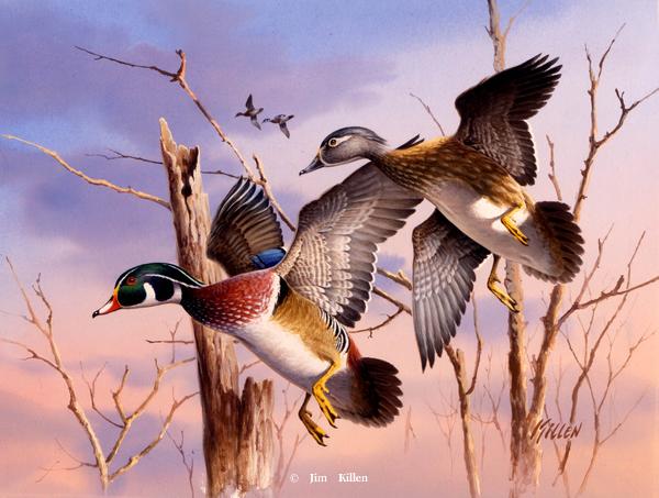 600x453 Waterfowl Paintings By Jim Killen 34 - Waterfowl Painting