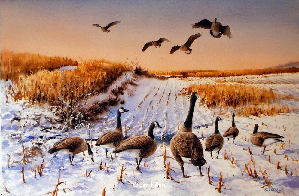 995x652 Waterfowl Paintings By Jim Killen 40 - Waterfowl Painting