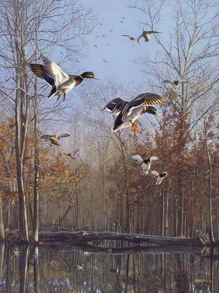450x600 Waterfowl Paintings By Scot Storm 35 Projects To Try - Waterfowl Painting
